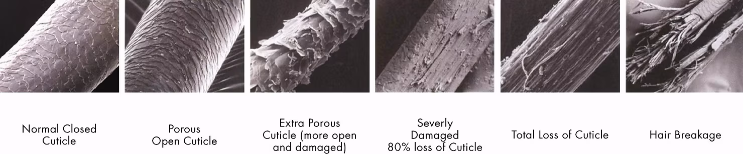 Microscopic view of hair cuticles