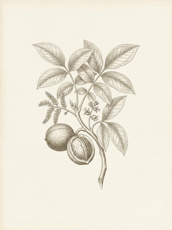 Conditioner — botanical engraving